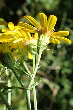 Senecio erucifolius \ Raukenbl�ttriges Greiskraut / Hoary Ragwort, D Radolfzell 6.9.2016