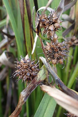 Sparganium erectum subsp. neglectum \ Unbeachteter Igelkolben / Neglected Bur-Reed, D B&uuml;rstadt 5.10.2016