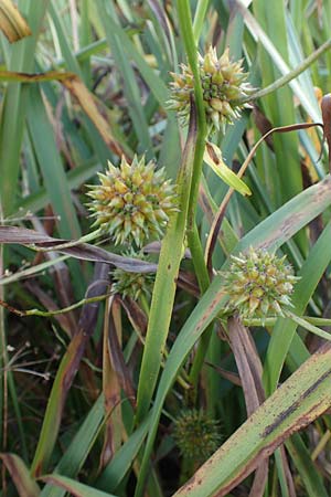 Sparganium erectum subsp. neglectum \ Unbeachteter Igelkolben / Neglected Bur-Reed, D B&uuml;rstadt 5.10.2016