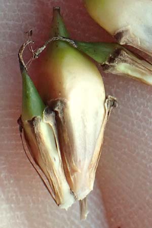 Sparganium erectum subsp. neglectum \ Unbeachteter Igelkolben / Neglected Bur-Reed, D B&uuml;rstadt 5.10.2016