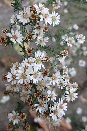 Symphyotrichum ericoides \ Myrten-Herbst-Aster / White Heath Aster, D Weinheim an der Bergstra&szlig;e 20.10.2017