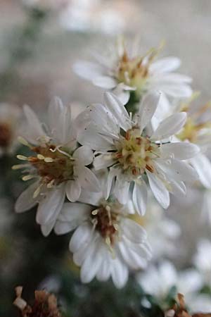 Symphyotrichum ericoides \ Myrten-Herbst-Aster / White Heath Aster, D Weinheim an der Bergstra&szlig;e 20.10.2017