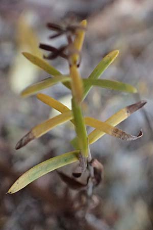 Symphyotrichum ericoides \ Myrten-Herbst-Aster / White Heath Aster, D Weinheim an der Bergstra&szlig;e 20.10.2017