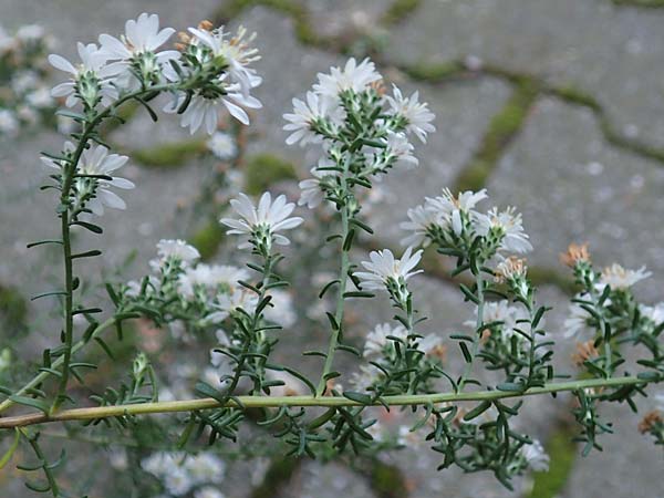 Symphyotrichum ericoides \ Myrten-Herbst-Aster / White Heath Aster, D Weinheim an der Bergstra&szlig;e 20.10.2017