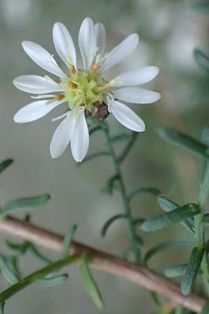 Symphyotrichum ericoides \ Myrten-Herbst-Aster / White Heath Aster, D Weinheim an der Bergstra&szlig;e 20.10.2017