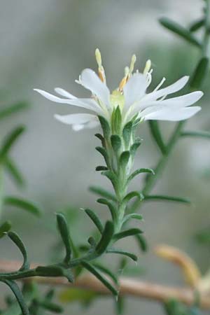 Symphyotrichum ericoides \ Myrten-Herbst-Aster / White Heath Aster, D Weinheim an der Bergstra&szlig;e 20.10.2017