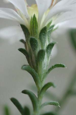 Symphyotrichum ericoides \ Myrten-Herbst-Aster / White Heath Aster, D Weinheim an der Bergstra&szlig;e 20.10.2017