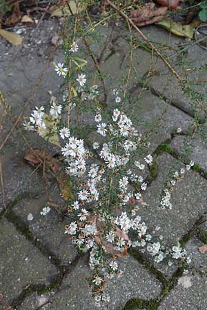 Symphyotrichum ericoides \ Myrten-Herbst-Aster / White Heath Aster, D Weinheim an der Bergstra&szlig;e 20.10.2017