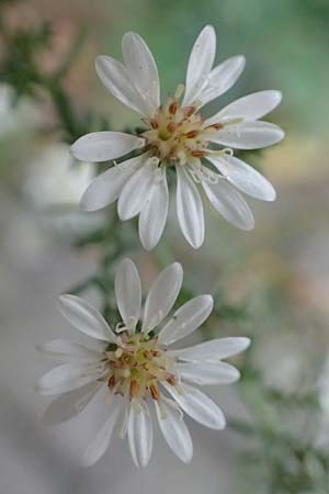 Symphyotrichum ericoides \ Myrten-Herbst-Aster / White Heath Aster, D Weinheim an der Bergstra&szlig;e 20.10.2017