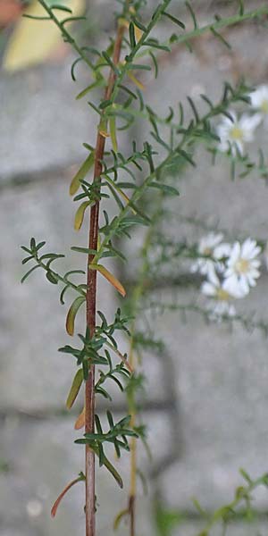 Symphyotrichum ericoides \ Myrten-Herbst-Aster / White Heath Aster, D Weinheim an der Bergstra&szlig;e 20.10.2017