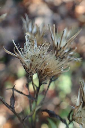 Serratula tinctoria \ F�rber-Scharte / Saw Wort, D &Ouml;stringen 27.10.2017