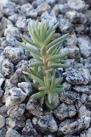 Sedum rupestre \ Felsen-Fetthenne, Tripmadam / Crooked Yellow Stonecrop, Reflexed Stonecrop, D Weinheim an der Bergstra&szlig;e 17.4.2018
