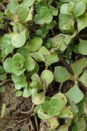 Sedum hybridum \ Sibirische Asienfetthenne / Mongolian Stonecrop, D &Uuml;bach-Palenberg 13.6.2018