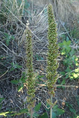 Setaria verticillata \ Kletten-Borstenhirse, Quirlige Borstenhirse / Whorled Pigeon Grass, Bristly Foxtail, D Weinheim an der Bergstra&szlig;e 30.9.2018