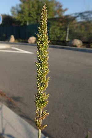 Setaria verticillata \ Kletten-Borstenhirse, Quirlige Borstenhirse / Whorled Pigeon Grass, Bristly Foxtail, D Weinheim an der Bergstra&szlig;e 30.9.2018