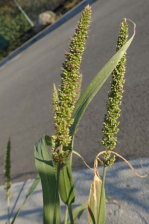 Setaria verticillata \ Kletten-Borstenhirse, Quirlige Borstenhirse / Whorled Pigeon Grass, Bristly Foxtail, D Weinheim an der Bergstra&szlig;e 30.9.2018