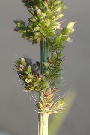 Setaria verticillata \ Kletten-Borstenhirse, Quirlige Borstenhirse / Whorled Pigeon Grass, Bristly Foxtail, D Weinheim an der Bergstra&szlig;e 30.9.2018