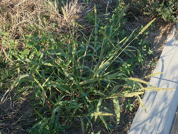 Setaria verticillata \ Kletten-Borstenhirse, Quirlige Borstenhirse / Whorled Pigeon Grass, Bristly Foxtail, D Weinheim an der Bergstra&szlig;e 30.9.2018