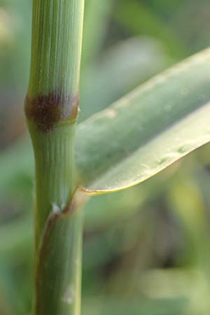 Setaria verticillata \ Kletten-Borstenhirse, Quirlige Borstenhirse / Whorled Pigeon Grass, Bristly Foxtail, D Weinheim an der Bergstra&szlig;e 30.9.2018