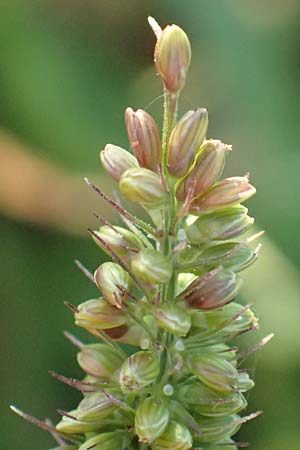 Setaria verticillata \ Kletten-Borstenhirse, Quirlige Borstenhirse / Whorled Pigeon Grass, Bristly Foxtail, D Weinheim an der Bergstra&szlig;e 30.9.2018