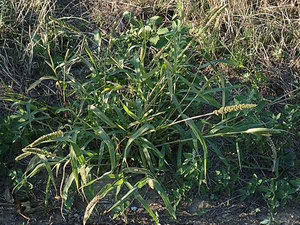 Setaria verticillata \ Kletten-Borstenhirse, Quirlige Borstenhirse / Whorled Pigeon Grass, Bristly Foxtail, D Weinheim an der Bergstra&szlig;e 30.9.2018