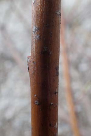 Salix elaeagnos \ Lavendel-Weide / Olive Willow, D Mittenwald 2.5.2019