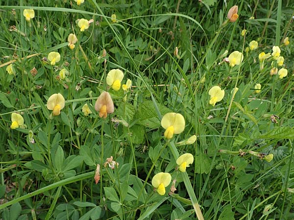 Lotus maritimus \ Gelbe Spargelerbse / Dragon's-Teeth, D Offenburg 22.5.2020