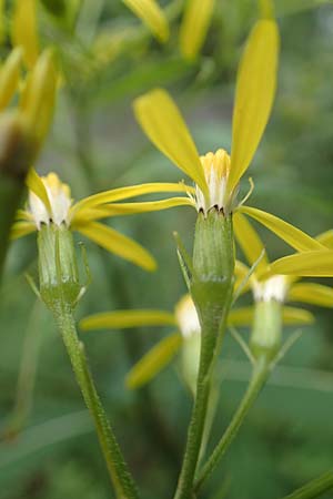 Senecio ovatus \ Fuchssches Greiskraut, Fuchs-Kreuzkraut / Woundwort, Wood Ragwort, D Hunsr&uuml;ck, Langweiler 18.7.2020