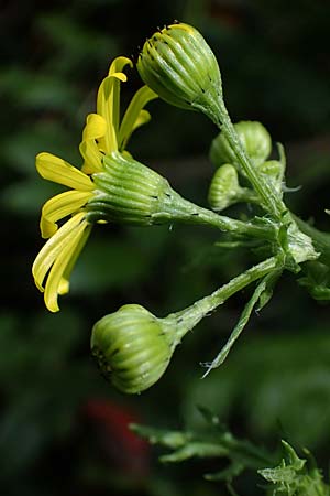 Senecio vernalis \ Fr�hlings-Greiskraut / Eastern Groundsel, D Sandhausen 14.5.2021