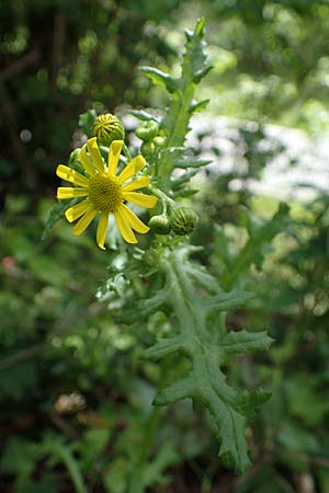 Senecio vernalis \ Fr�hlings-Greiskraut / Eastern Groundsel, D Sandhausen 14.5.2021