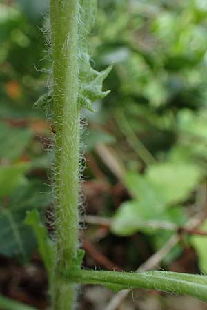 Senecio vernalis \ Fr�hlings-Greiskraut / Eastern Groundsel, D Sandhausen 14.5.2021