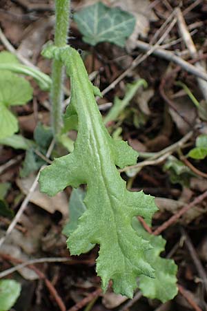 Senecio vernalis \ Fr�hlings-Greiskraut / Eastern Groundsel, D Sandhausen 14.5.2021