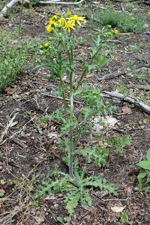 Senecio vernalis \ Fr�hlings-Greiskraut / Eastern Groundsel, D Sandhausen 14.5.2021