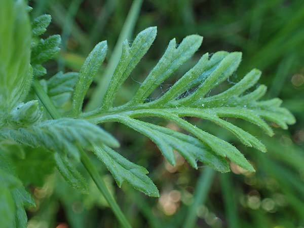 Senecio erucifolius \ Raukenbl�ttriges Greiskraut / Hoary Ragwort, D Kehl 1.6.2021