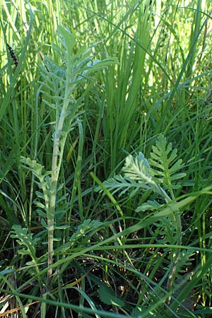 Senecio erucifolius \ Raukenbl�ttriges Greiskraut / Hoary Ragwort, D Kehl 1.6.2021