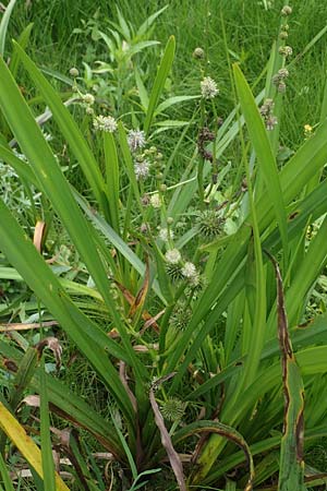 Sparganium erectum s.l. \ &Auml;stiger Igelkolben / Branched Bur-Reed, D Kaiserslautern 7.7.2021
