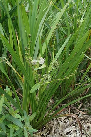 Sparganium erectum s.l. \ &Auml;stiger Igelkolben / Branched Bur-Reed, D Kaiserslautern 7.7.2021