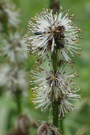 Sparganium erectum s.l. \ &Auml;stiger Igelkolben / Branched Bur-Reed, D Kaiserslautern 7.7.2021