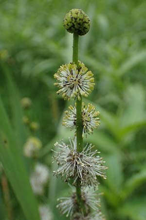 Sparganium erectum s.l. \ &Auml;stiger Igelkolben / Branched Bur-Reed, D Kaiserslautern 7.7.2021