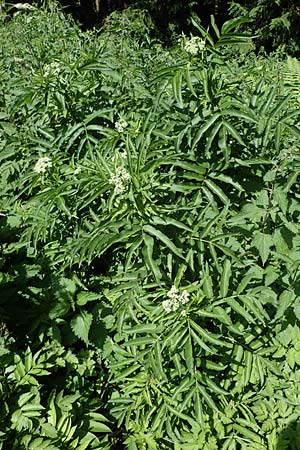 Sambucus ebulus \ Zwerg-Holunder, Attich / Dwarf Elder, D Wenger Egg Alm 12.7.2021