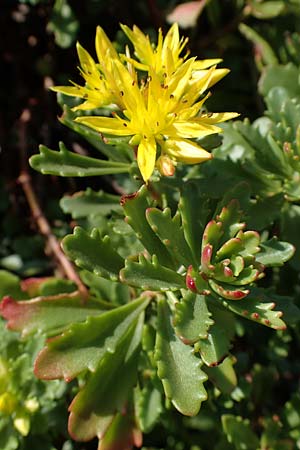 Sedum ellacombeanum \ Gelbgr&uuml;ne Asienfetthenne / Ellacombe Stonecrop, D Odenwald, F&uuml;rth 21.8.2021