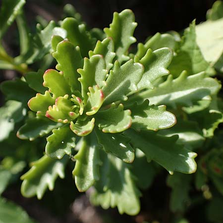 Sedum ellacombeanum \ Gelbgr&uuml;ne Asienfetthenne / Ellacombe Stonecrop, D Odenwald, F&uuml;rth 21.8.2021
