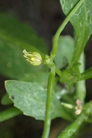 Sisymbrium erysimoides \ Sch&ouml;terich-Rauke / Smooth Mustard, D Ludwigshafen 1.5.2022