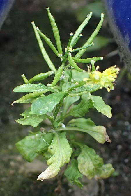 Sisymbrium erysimoides \ Sch&ouml;terich-Rauke / Smooth Mustard, D Ludwigshafen 1.5.2022