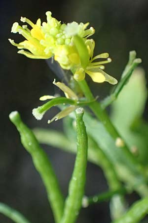 Sisymbrium erysimoides \ Sch&ouml;terich-Rauke / Smooth Mustard, D Ludwigshafen 1.5.2022