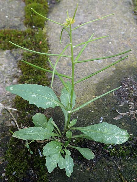 Sisymbrium erysimoides \ Sch&ouml;terich-Rauke / Smooth Mustard, D Ludwigshafen 1.5.2022