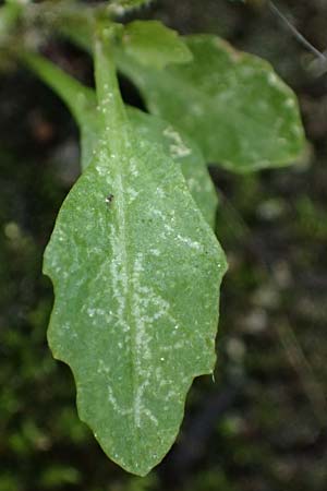 Sisymbrium erysimoides \ Sch&ouml;terich-Rauke / Smooth Mustard, D Ludwigshafen 1.5.2022