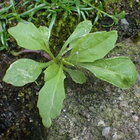 Sisymbrium erysimoides \ Sch&ouml;terich-Rauke / Smooth Mustard, D Ludwigshafen 1.5.2022