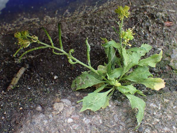 Sisymbrium erysimoides \ Sch&ouml;terich-Rauke / Smooth Mustard, D Ludwigshafen 1.5.2022