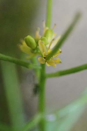 Sisymbrium erysimoides \ Sch&ouml;terich-Rauke / Smooth Mustard, D Ludwigshafen 1.5.2022